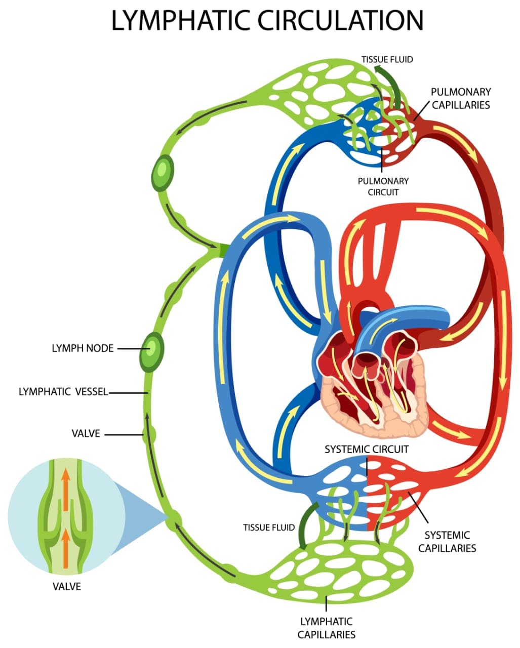 Photo shows Lymphatic Circulation